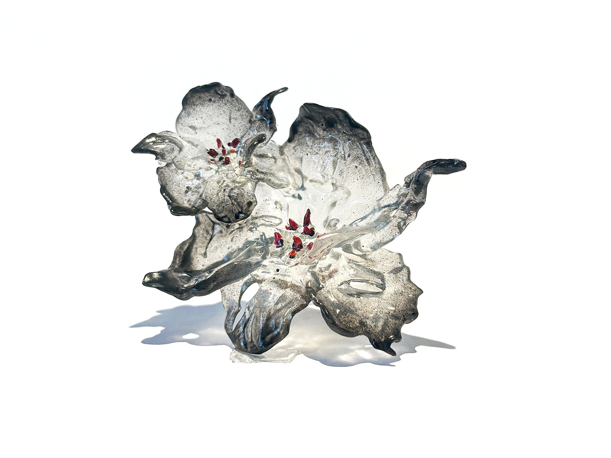 Bague Duo de Fleurs Jonquilles - Bordure Noire